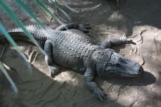 GC-Crocodilo Park 2020-004.JPG